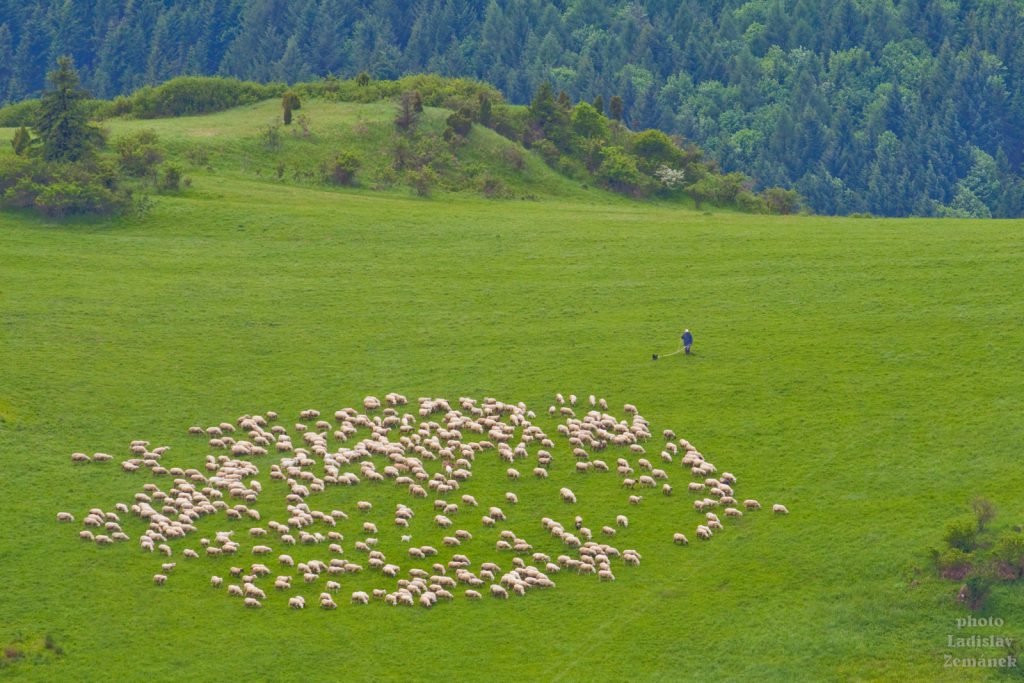 ovce na pastvě