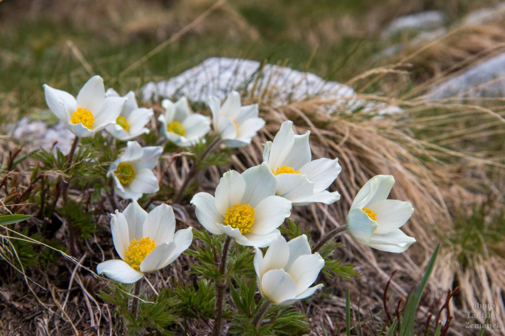 Veľká Studená dolina - jarní květy