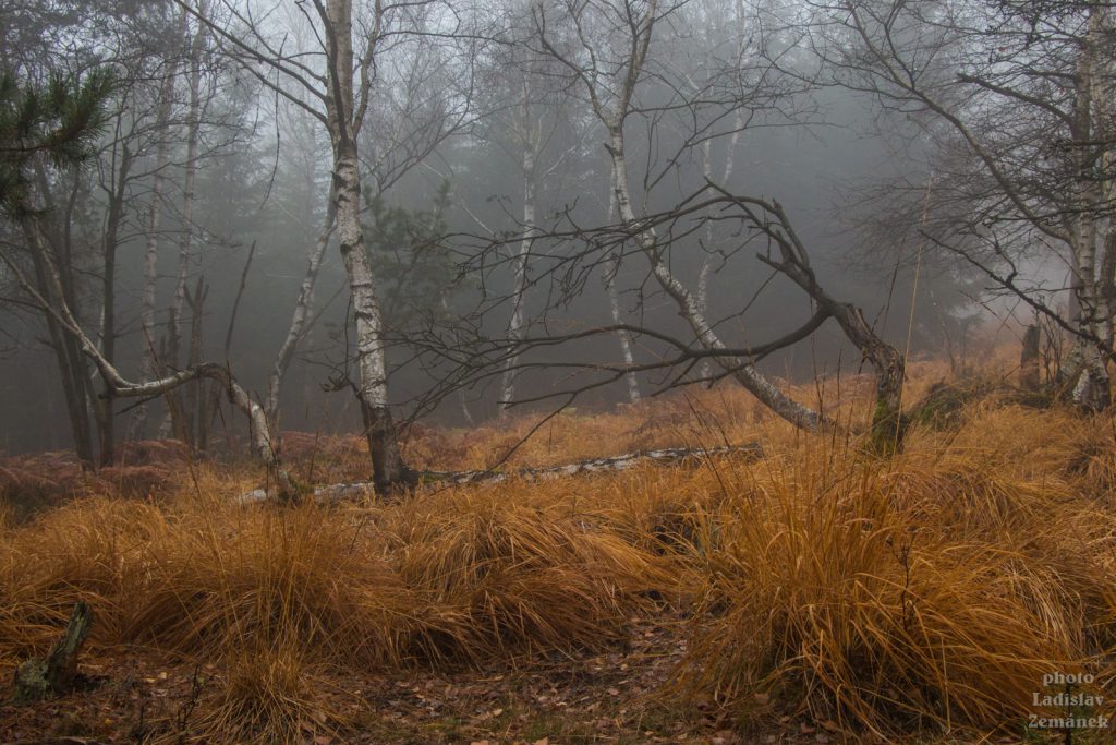 Děčínský Sněžník - podzimní les