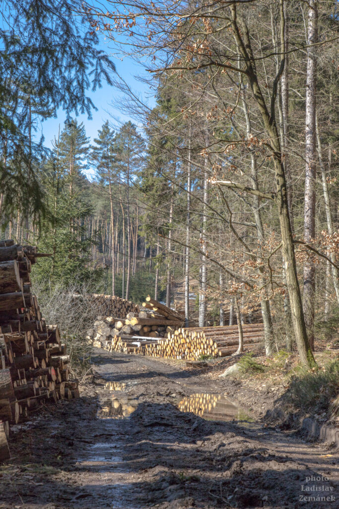 les a cesta po těžbě dřeva