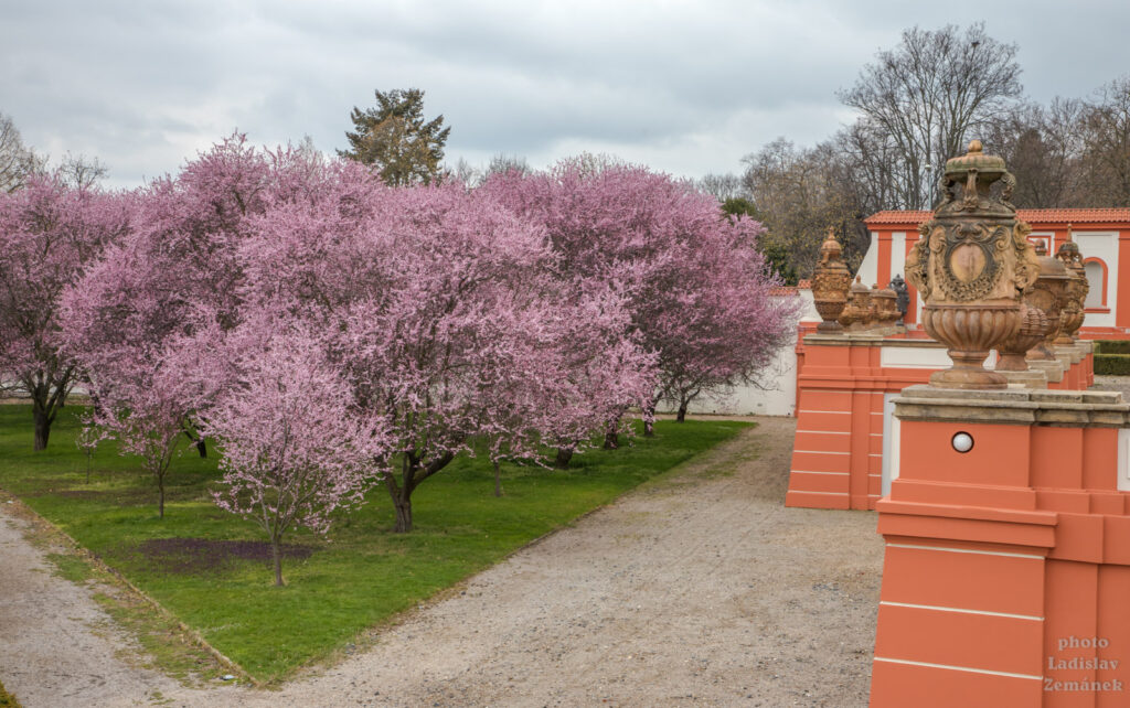 Trojský zámek a květy sakury