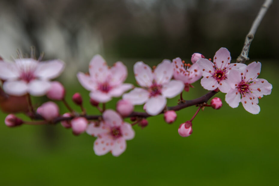Zahrady Trojského zámku - kdy kvete sakura?