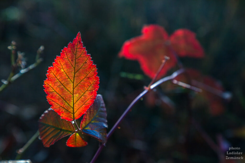 Podzimní červený list nasvícený Sluncem