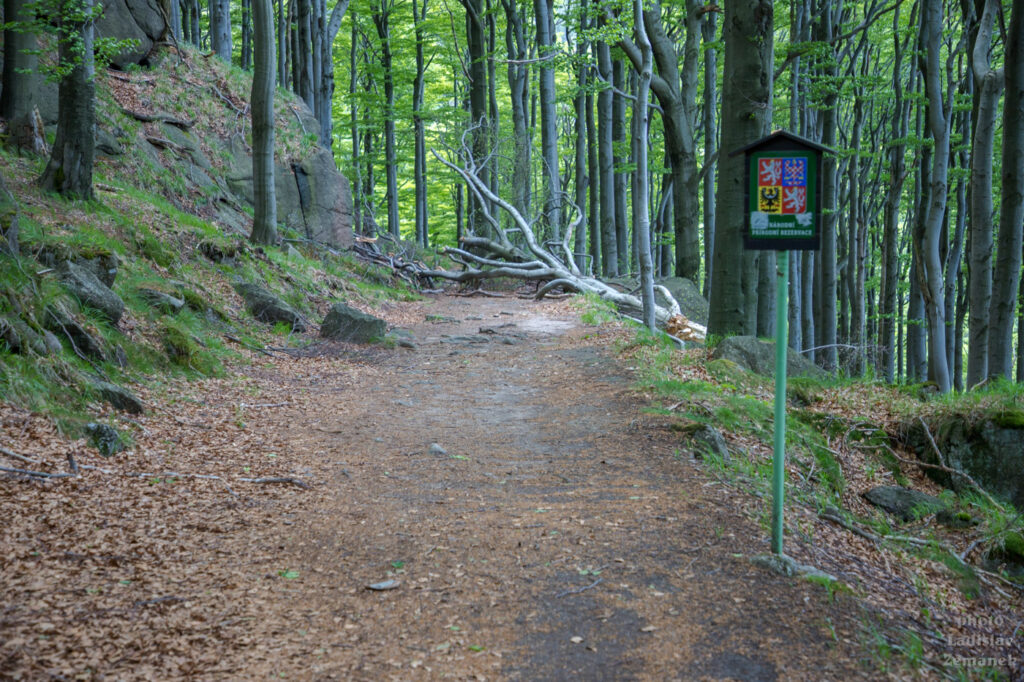 Lesní cesta pod Ořešníkem