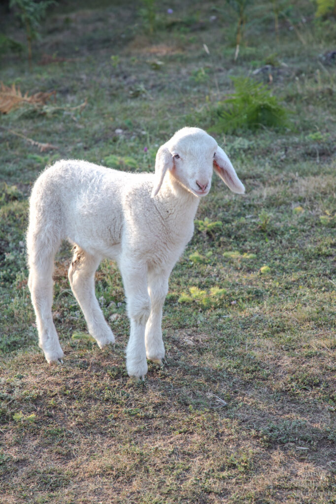 Modelka ovečka