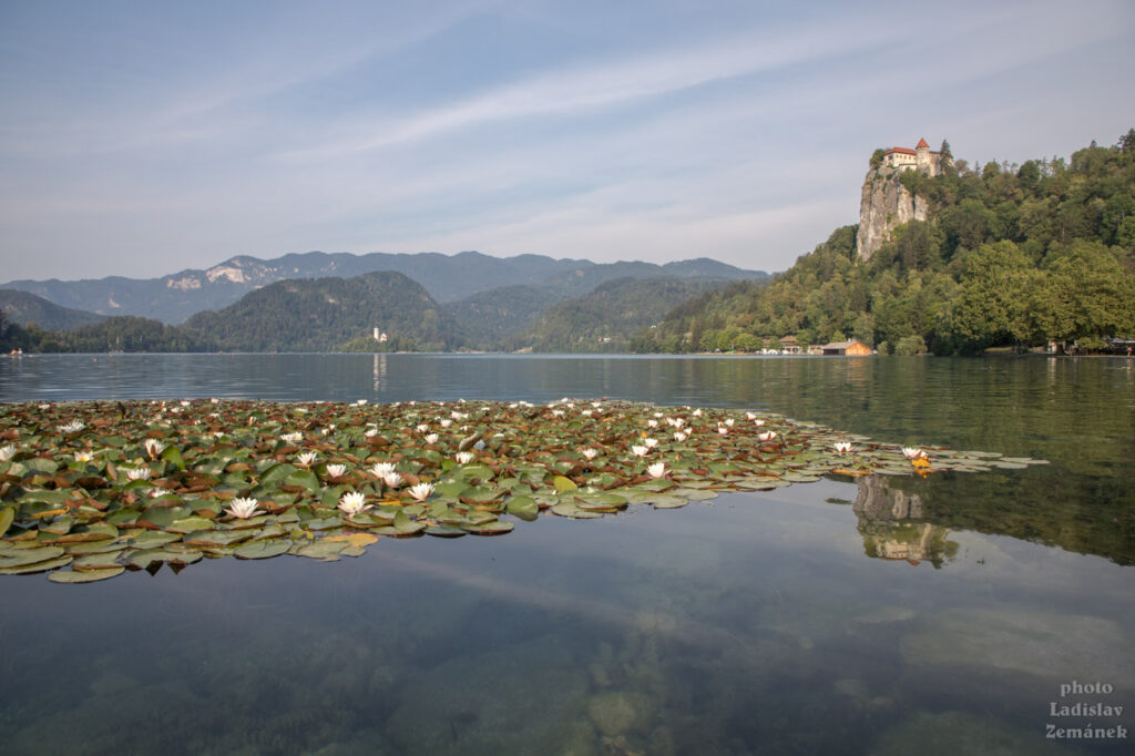 jezero Bled - lekníny