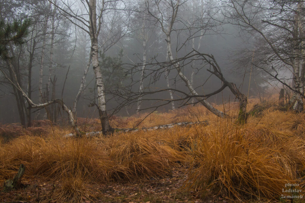 Děčínský Sněžník - podzim v lese
