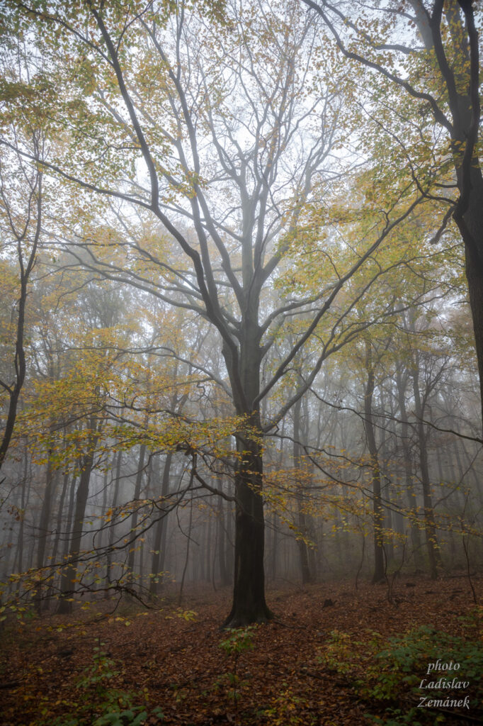 Milešovka - podzimní les
