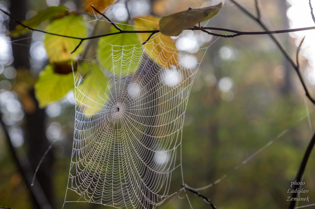 Milešovka - podzimní les - pavučina