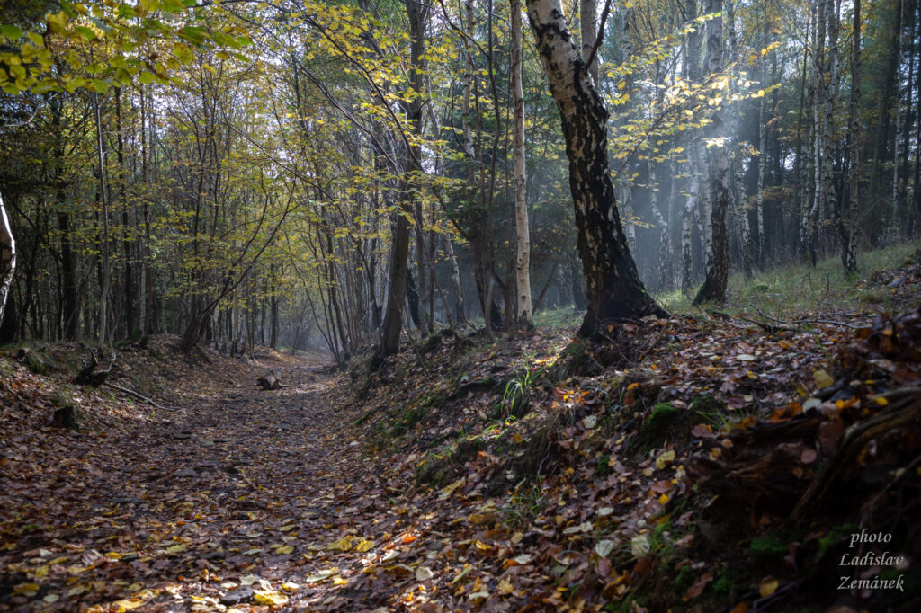 Milešovka - podzimní les a cesta