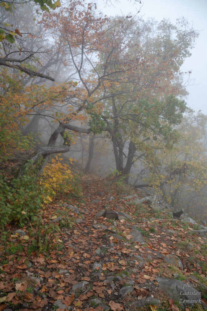 České středohoří - podzimní mlha - les a cesta na Ostrý
