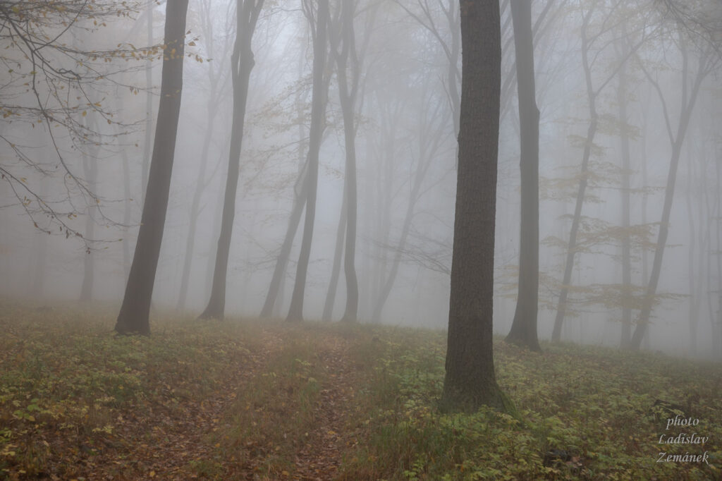České středohoří - podzimní mlha - les