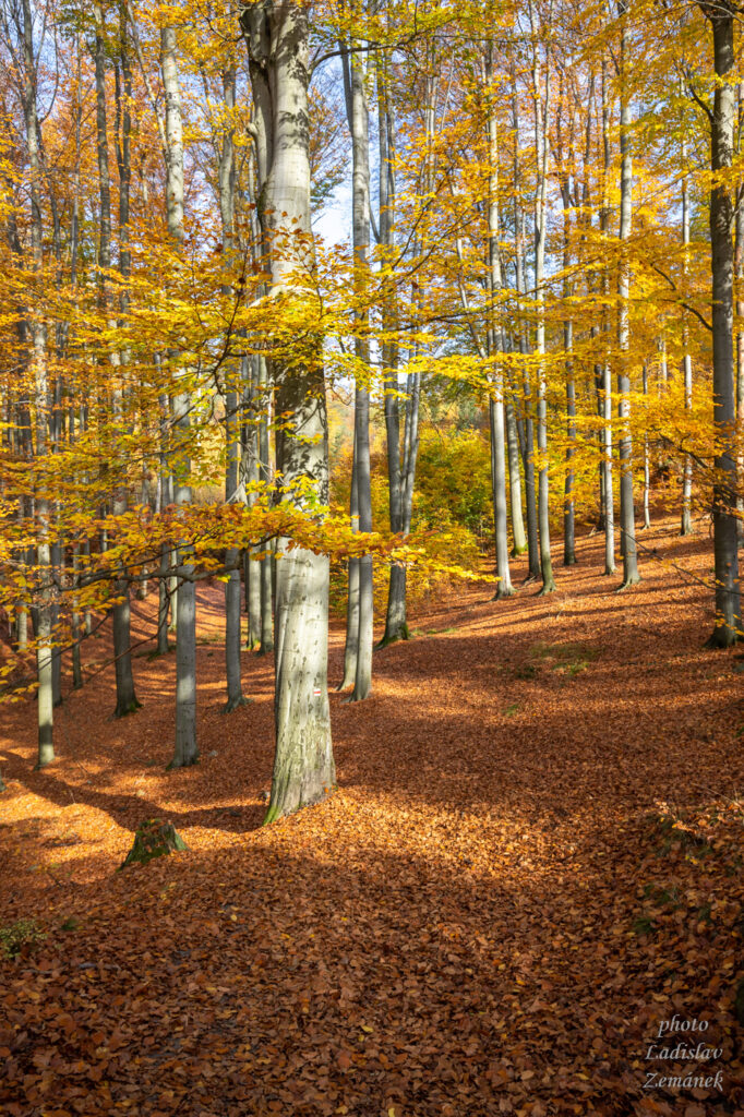Podzim v lese u Jetřichovic