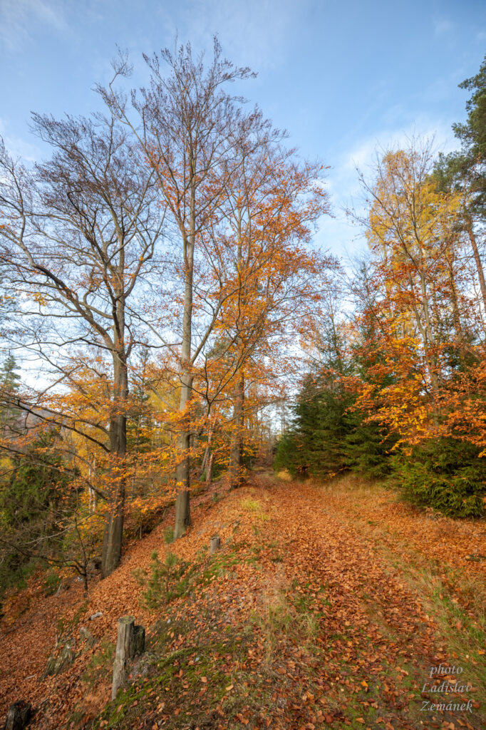 České Švýcarsko - podzim v lese