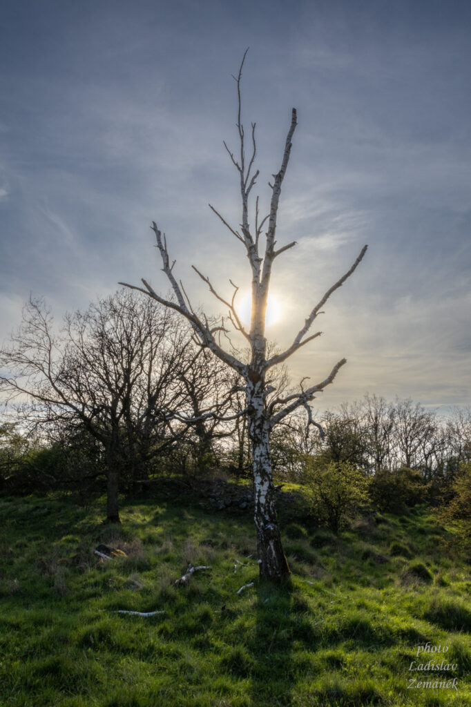 strom - Skalky u Moravan