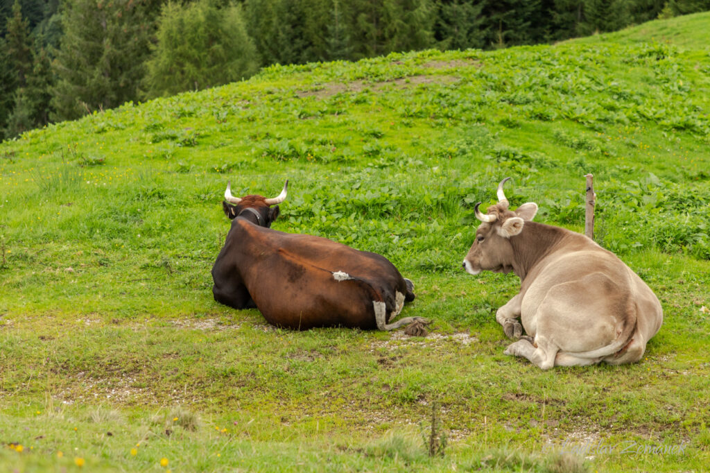 Relaxující krávy