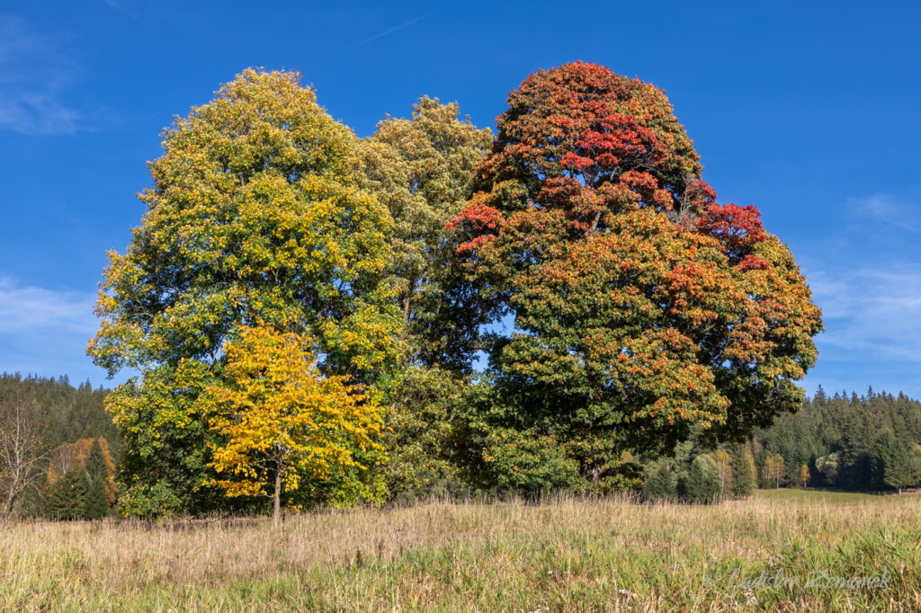 Barevné podzimní stromy