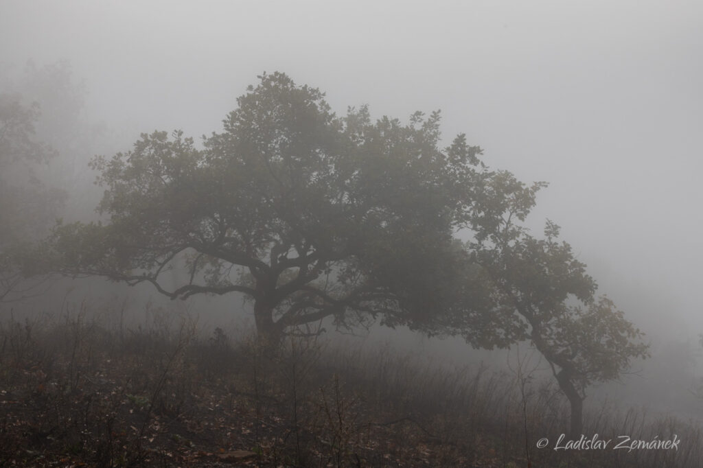 ranní mlha - strom