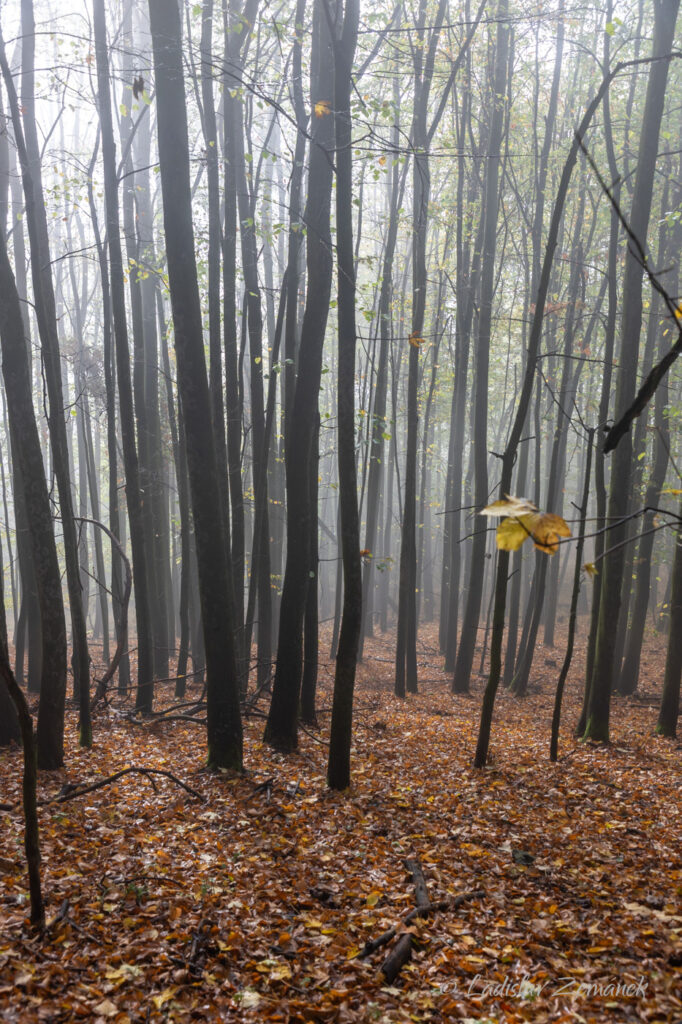 Vysoký Ostrý - podzimní les