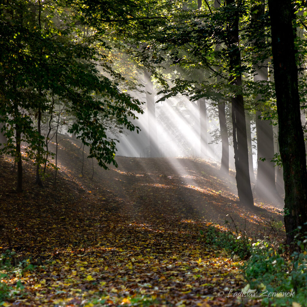 Podzimní paprsky za mlhavého rána v lese