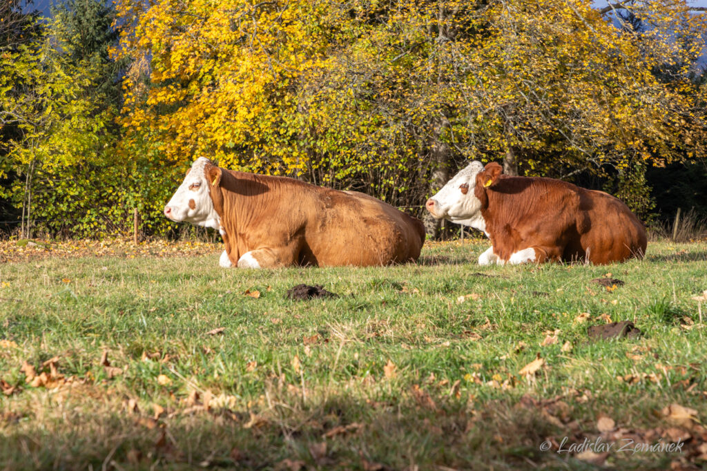 Kavrlík a okolí - krávy na pastvině
